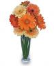 gerbera diasies in a vase