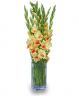 Yellow Gladiolus in vase