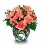 orange carnation in a vase