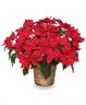 red poinsettia