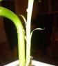 Lucky Bamboo Stem