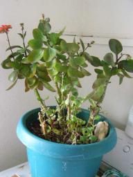 Kalanchoe