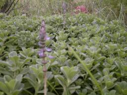 Salvia - Sage Plant