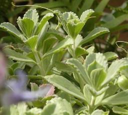 Salvia Plant
