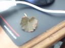 Common Mallow Leaf