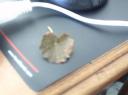 Common Mallow Leaf