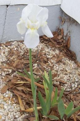 Beardless White Iris