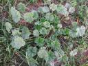 Common Mallow (Malva neglecta) Photo from Ronald Calhoun