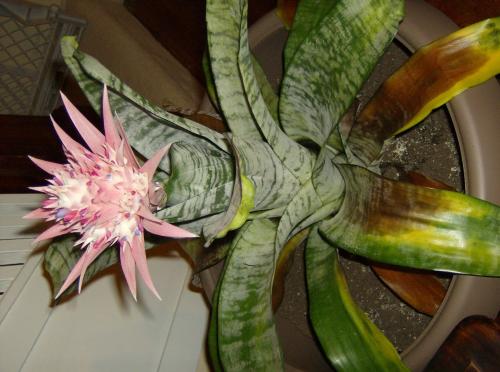 Bromeliad Guzmania