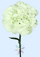 Single stem of White Carnation the official Mothers Day flower