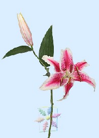 Stem, Bud and Bloom of a Stargzaer Lily