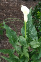 Calla Lily plant blooming in a garden
