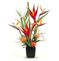 Tropical Flowers - Birds of Paradise - Protea - heliconias 