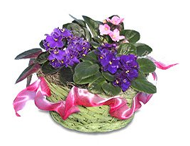 African Violets