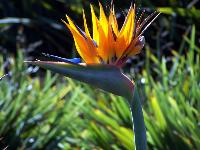 Tropical Flower - Bird of Paridise