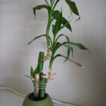 Multiple Stems of Lucky Bamboo