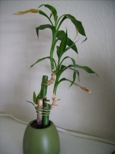 Multiple Stems of Lucky Bamboo