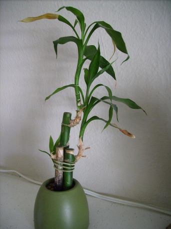 DRACAENA Plante, Dracaena sanderiana, spirale - IKEA