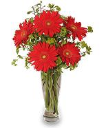 Vase of Red Gerberas