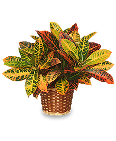 Colorful Croton Houseplant