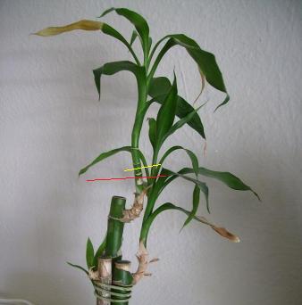 top of bamboo