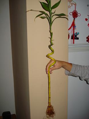 Need A Fix For Yellow Lucky Bamboo