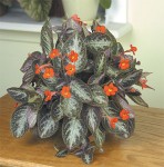 Chocolate Soldier Plant From Logees Greeenhouse