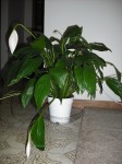 Drooping Peace Lily