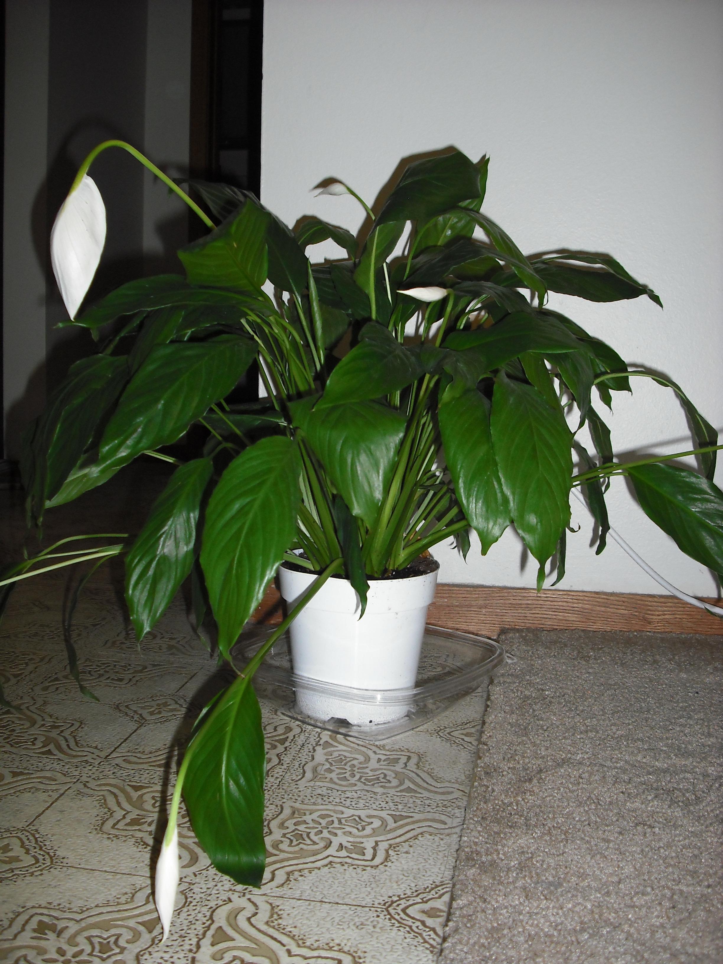 How Much Light Does a Peace Lily Need? 