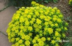 Euphorbia Poly Chroma Midas - Image From Erv Evans NC State University