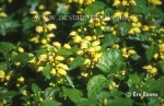 Lamium galeobdolon - image from NC State University Erv Evans