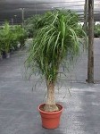 Pony Tail Palm (Beaucarnea recurvata) From Bernecker's Nursery