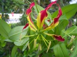 Gloriosa superba