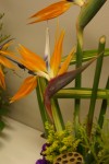 Bird of Paradise Tropical Flowers Arrangement