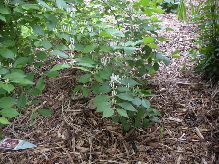 Honeysuckles Not Flowering? 