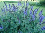 Salvia x sylvestris 'May Knight'