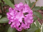 Lavender Rhododendron