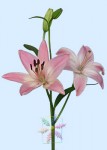 Pink Lily Photo