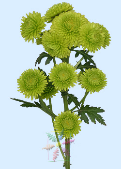 Chrysanthemum Flower Information