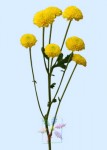 Chrysanthemum - Yellow Pompons