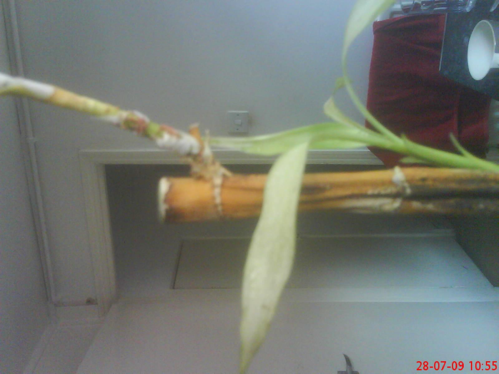 Dying Lucky Bamboo Yellow And Brown Stalk