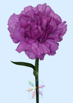 Carnation Flower Information