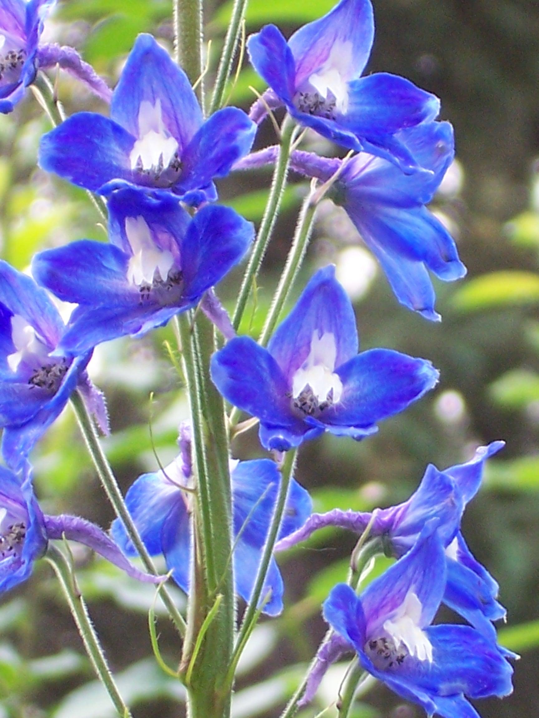 delphinium-flowers
