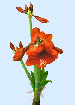 Orange Amaryllis