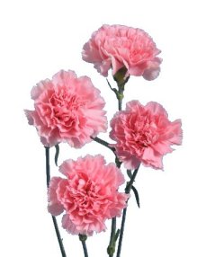 Carnation Flower Information