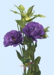 Purple Lisianthus