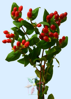 Hypericum Berry Information, Hypericum Cut Flower