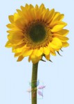 Yellow Sunflower