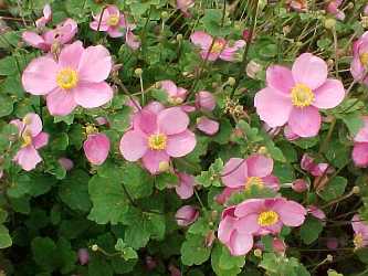 Pink Flower With Yellow Center Could Be