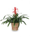 Bromeliad House Plant - Safe for children and pets